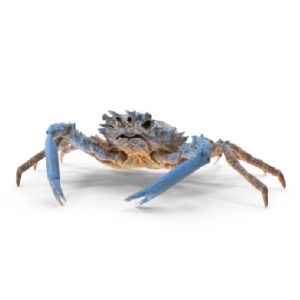 Blue Tide Claw - Perfect Pet Companion for Your Aquarium