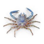 Blue Tide Claw - Perfect Pet Companion for Your Aquarium